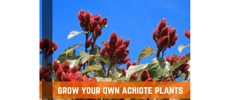 How To Grow Achiote Plants - Planting, Care, & More