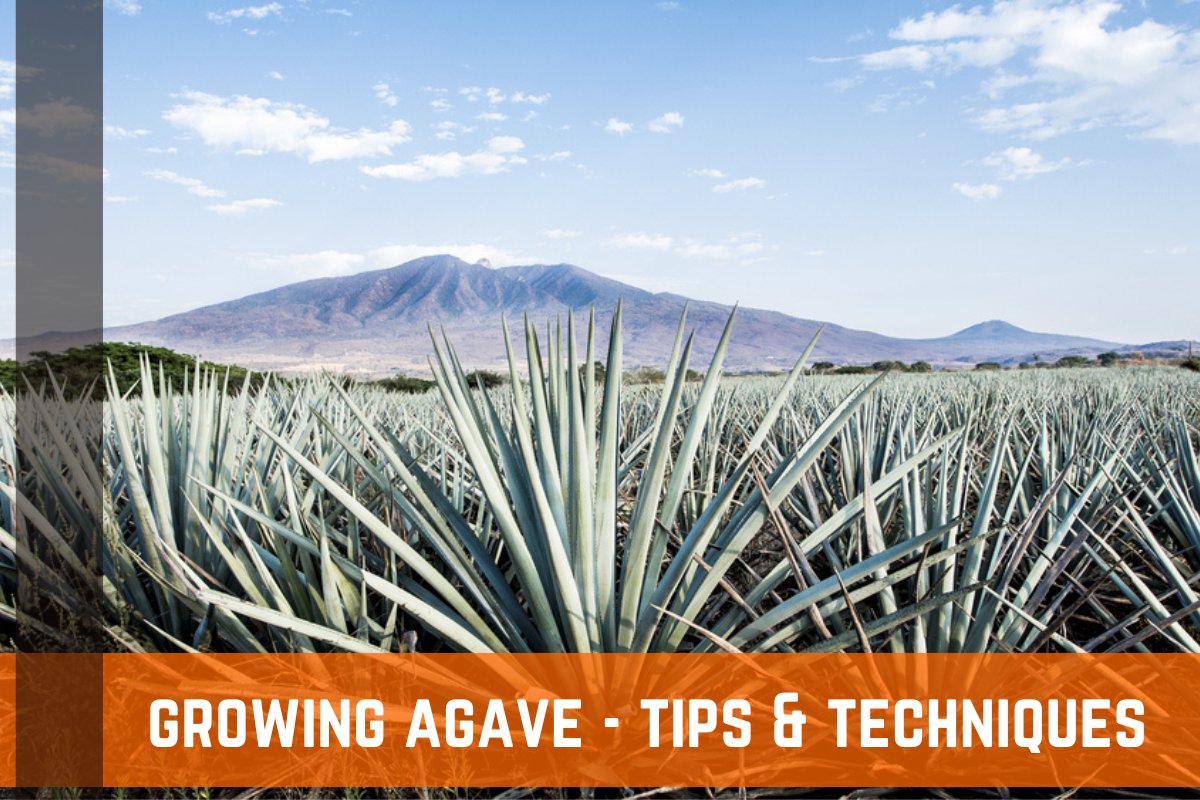 How To Grow Agave: Growing Guide, Tips, & Info