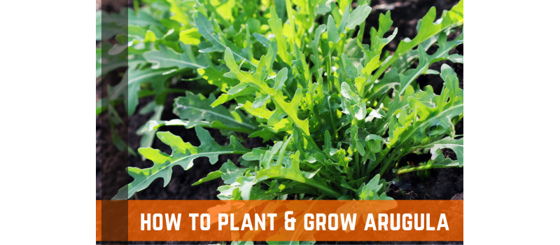 How To Plant & Grow Arugula