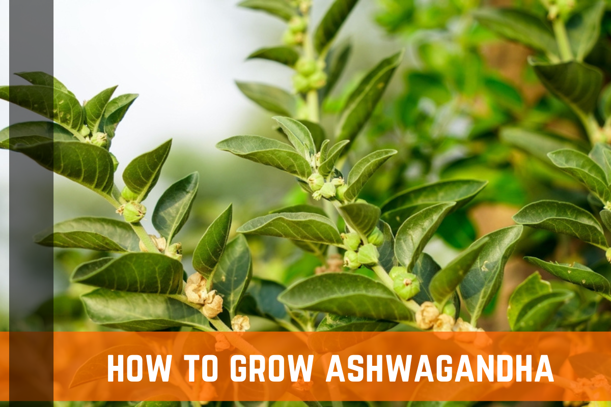 How To Grow Ashwagandha: Complete Guide