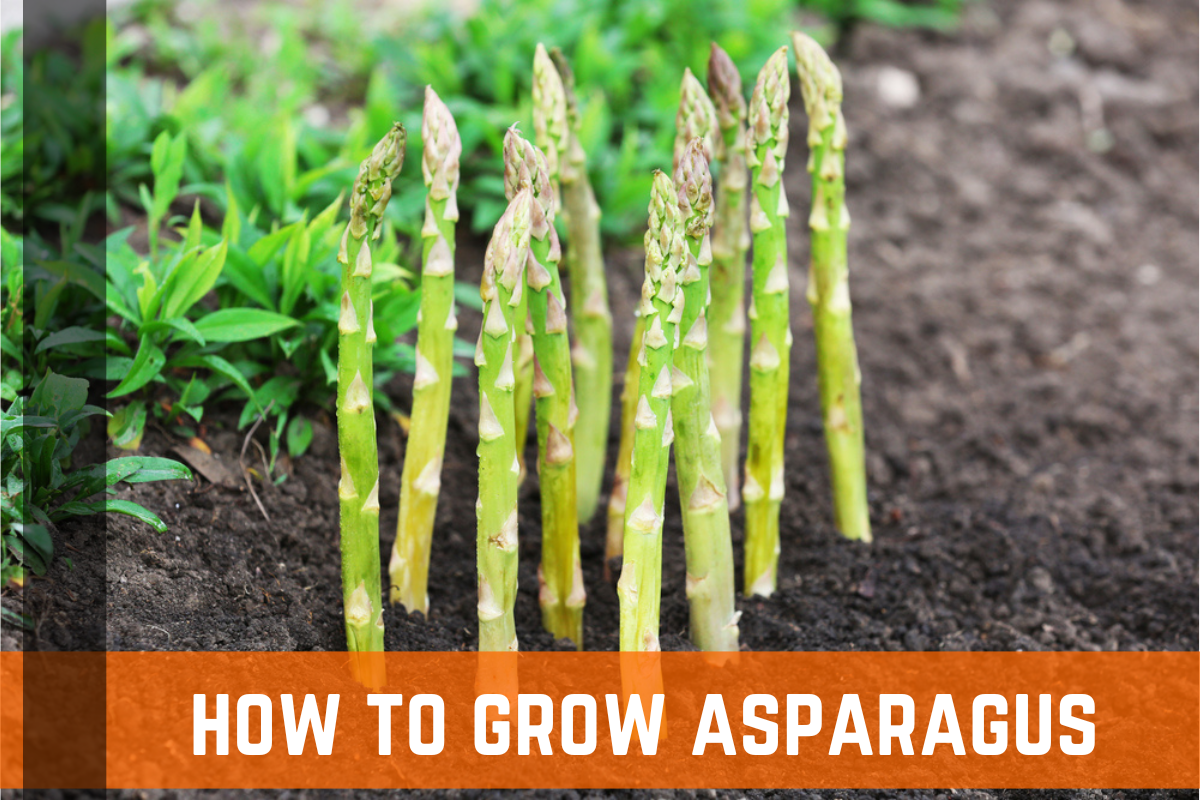 How To Grow Asparagus: Growing Conditions & Tips