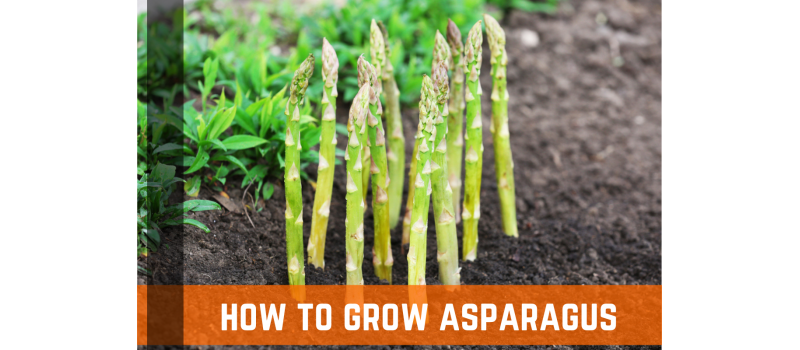 How To Grow Asparagus: Growing Conditions & Tips