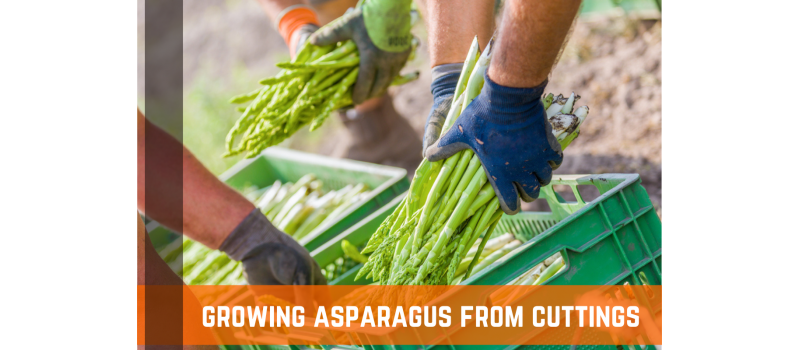 How To Grow Asparagus From Cuttings