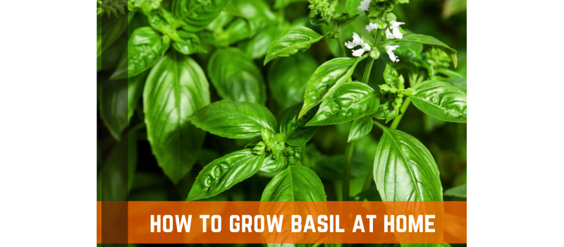 How To Grow Basil At Home: Planting, Care, & Harvesting