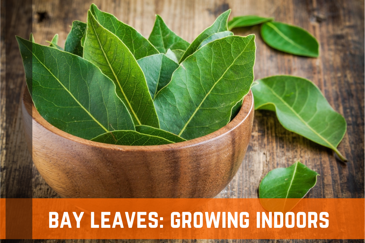Bay Leaves: How To Grow Indoors