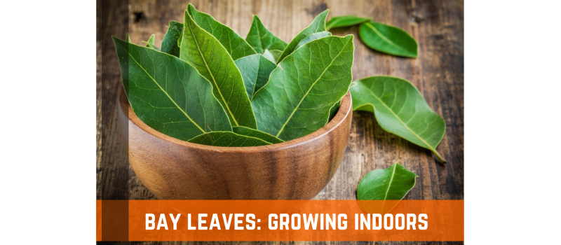 Bay Leaves: How To Grow Indoors