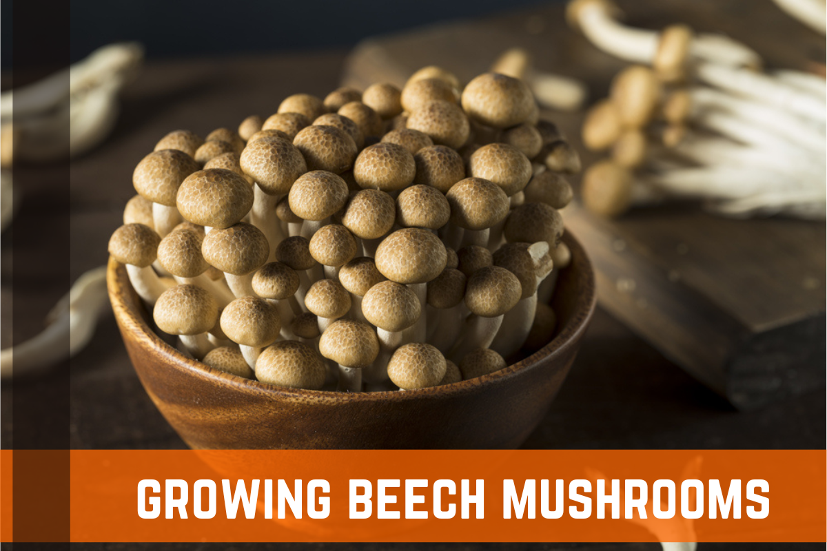 Beech Mushroom Growing Guide & Tips