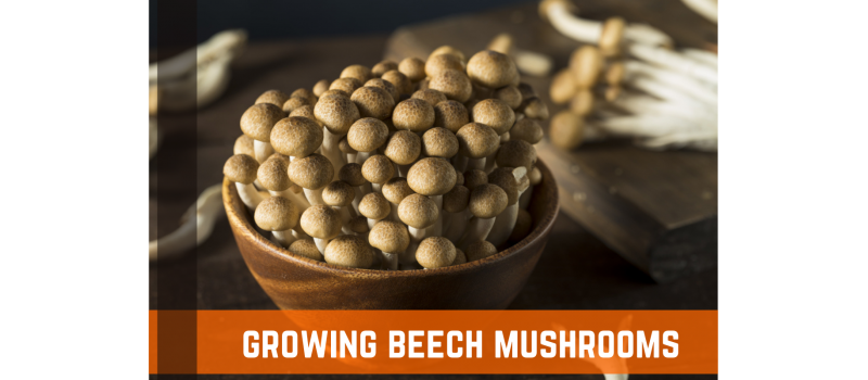 Beech Mushroom Growing Guide & Tips