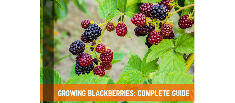 Grow Your Own Blackberries - Complete Guide & Info