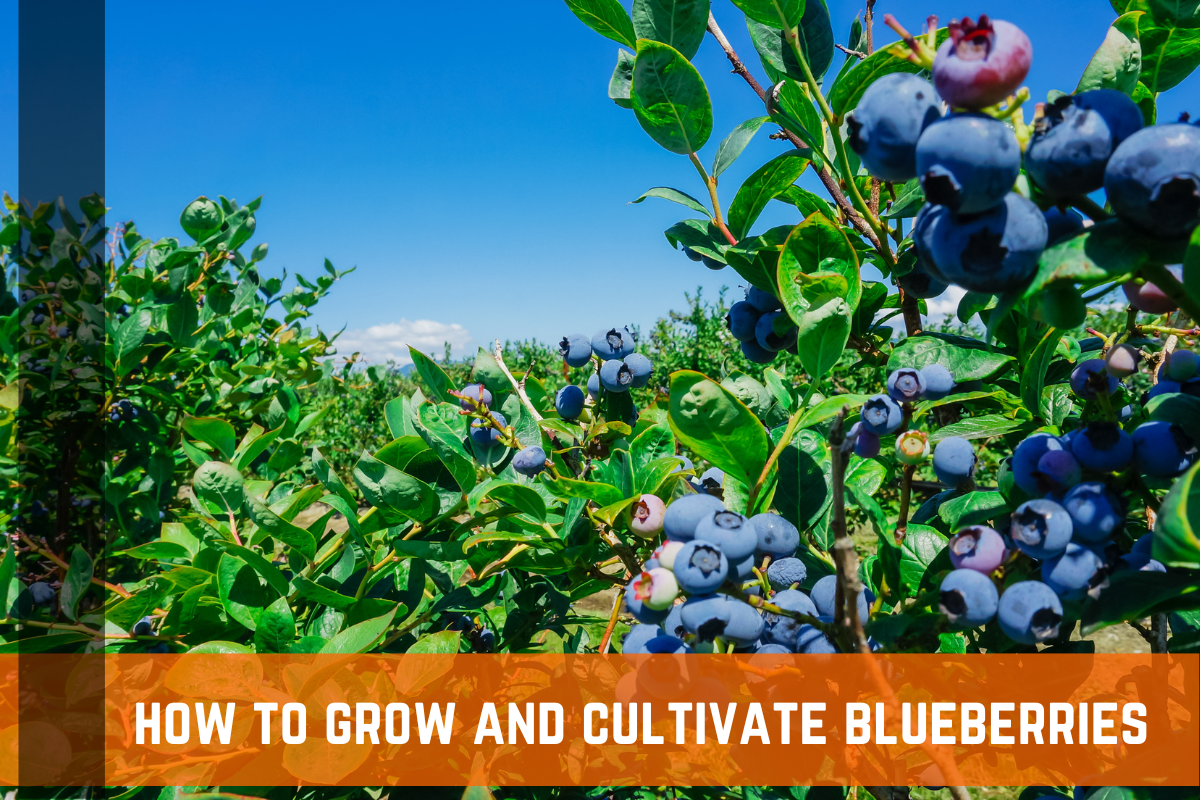 How To Grow Blueberries: Types, Care, Maintenance