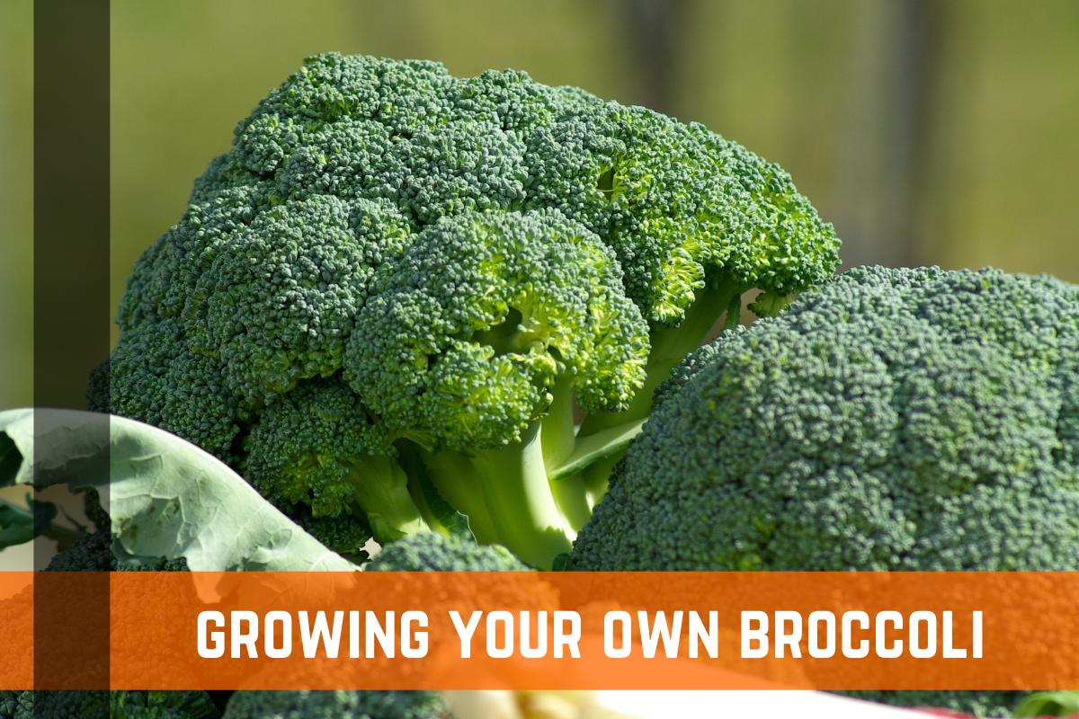 How To Grow Broccoli - Growing Broccoli In Your Garden