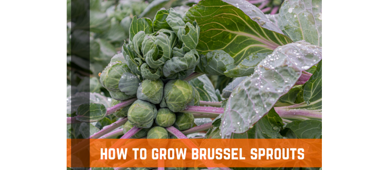How To Grow Brussel Sprouts - Info, Guide, & Plant Care