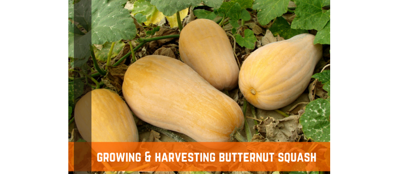 How To Grow & Harvest Butternut Squash
