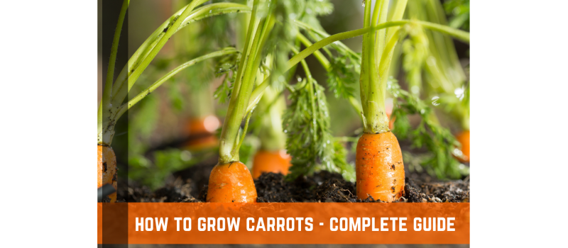 How To Grow Carrots: Planting, Growing Conditions, & Care