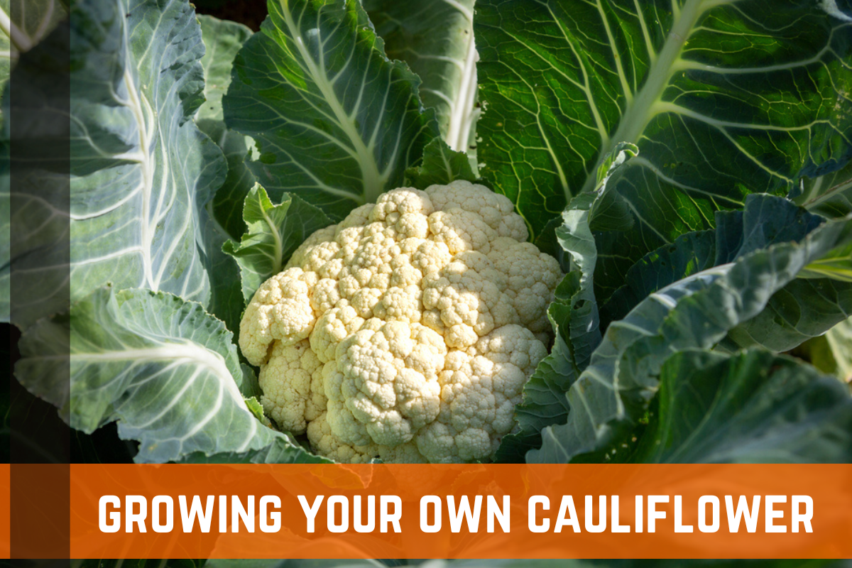 Backyard Gardening & Cauliflower: How To Grow Cauliflower