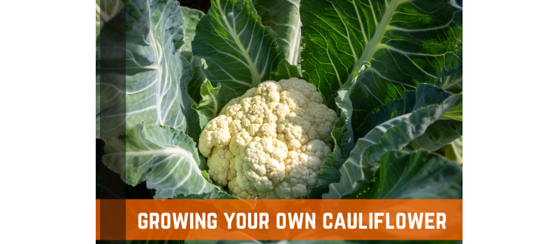 Backyard Gardening & Cauliflower: How To Grow Cauliflower