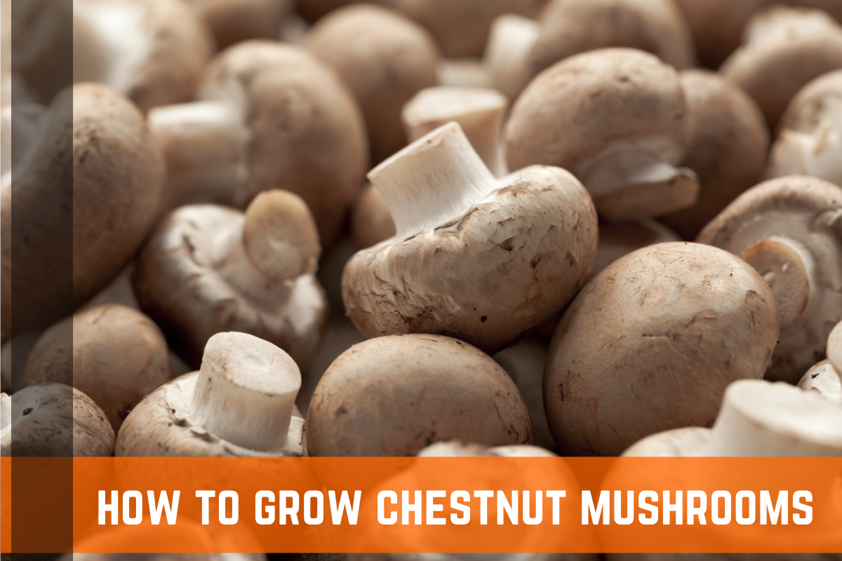 How To Grow Your Own Chestnut Mushrooms