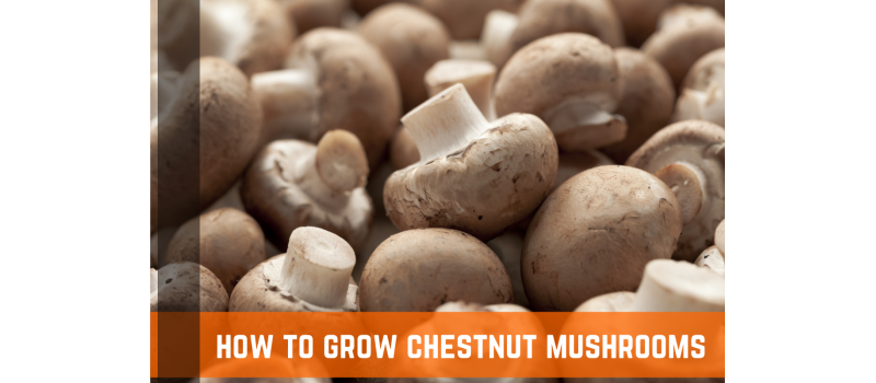 How To Grow Your Own Chestnut Mushrooms