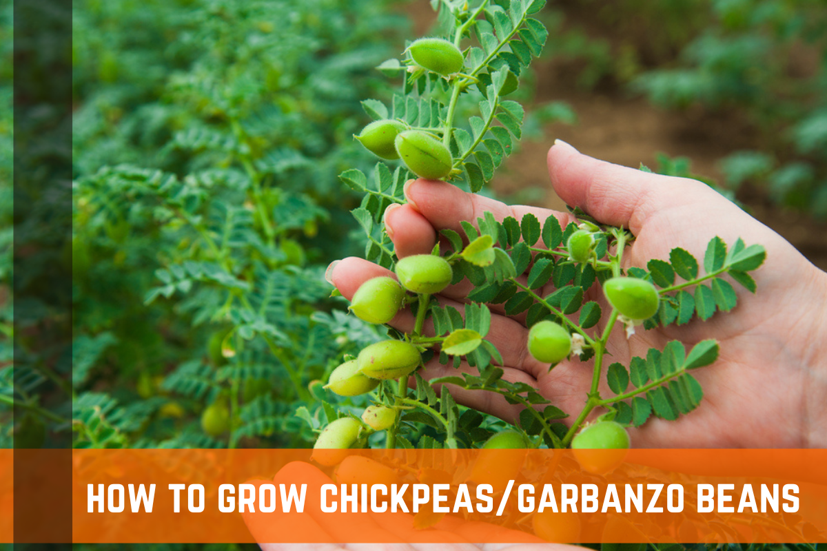 How To Grow & Harvest Chickpeas, Garbanzo Beans
