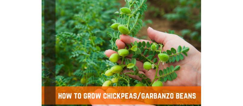 How To Grow & Harvest Chickpeas, Garbanzo Beans