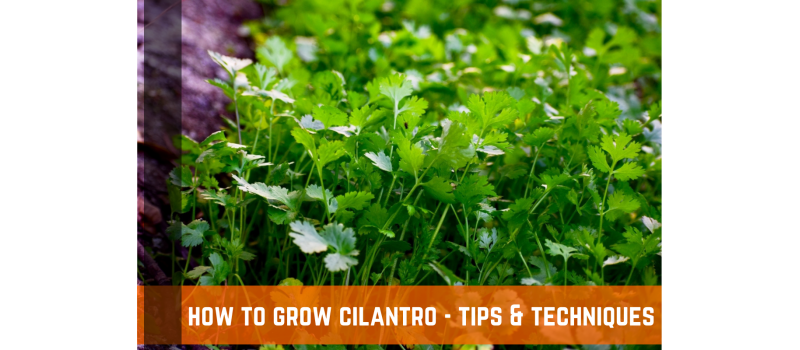 How To Grow Cilantro - Tips & Techniques