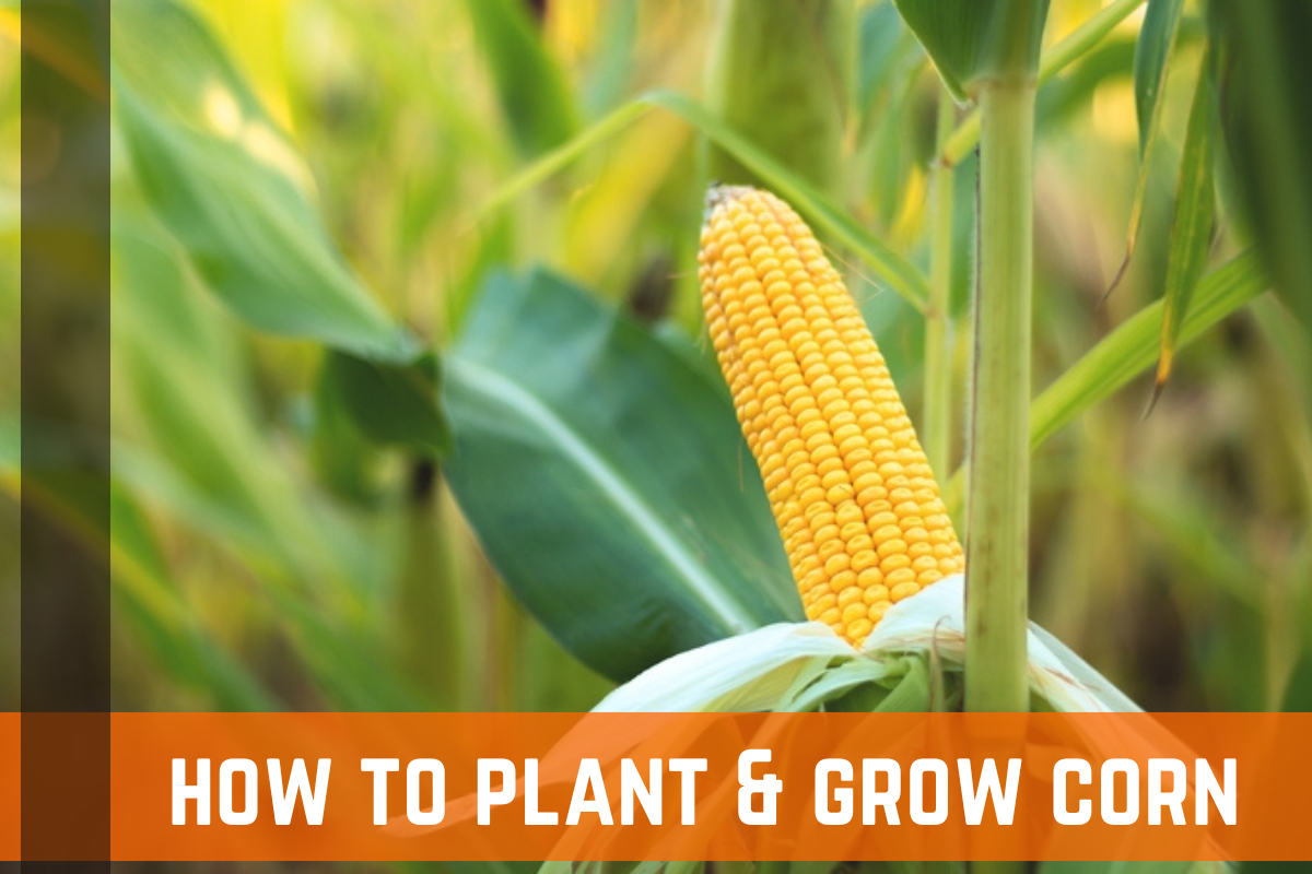 How To Plant, Grow, & Harvest Corn At Home