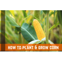 How To Plant, Grow, & Harvest Corn At Home | Farm Plastic Supply