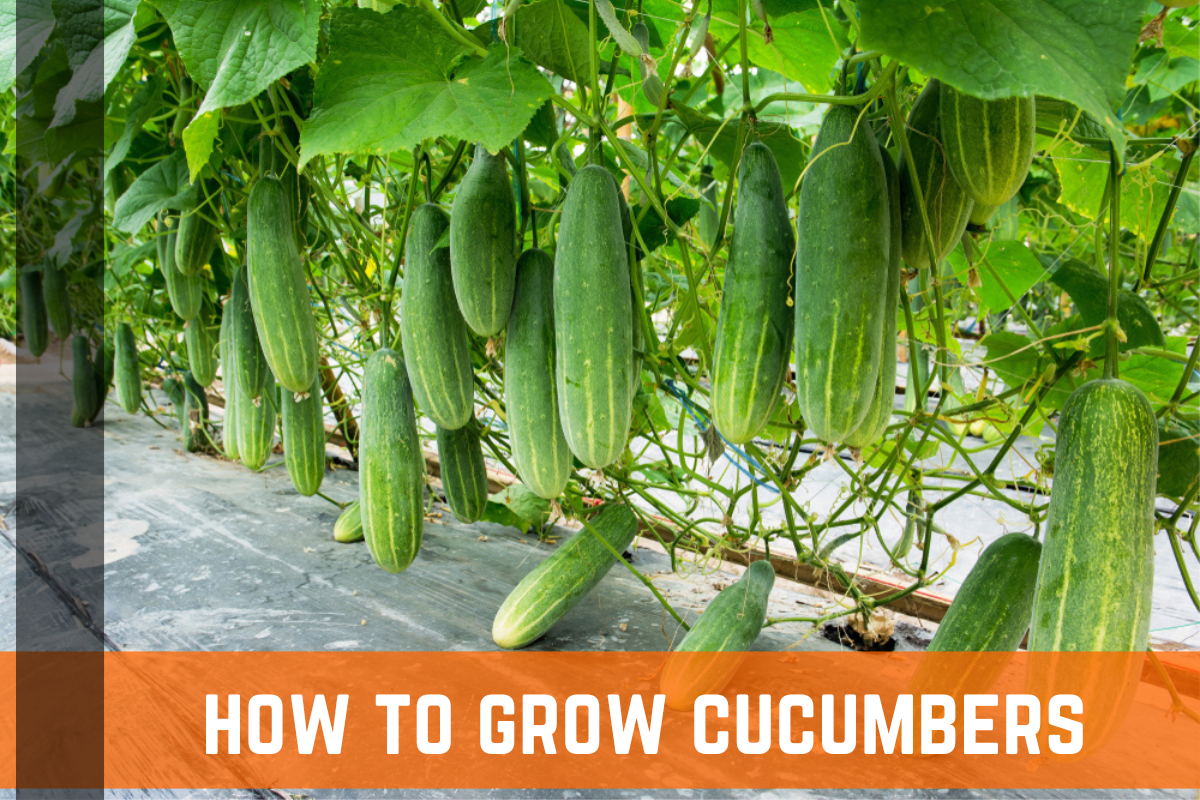 How To Grow Cucumbers - Planting, Care, & Harvesting