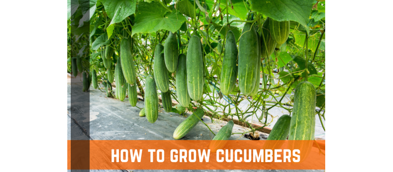 How To Grow Cucumbers - Planting, Care, & Harvesting