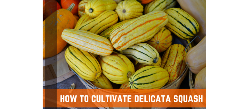 How To Grow Delicata Squash: Complete Guide