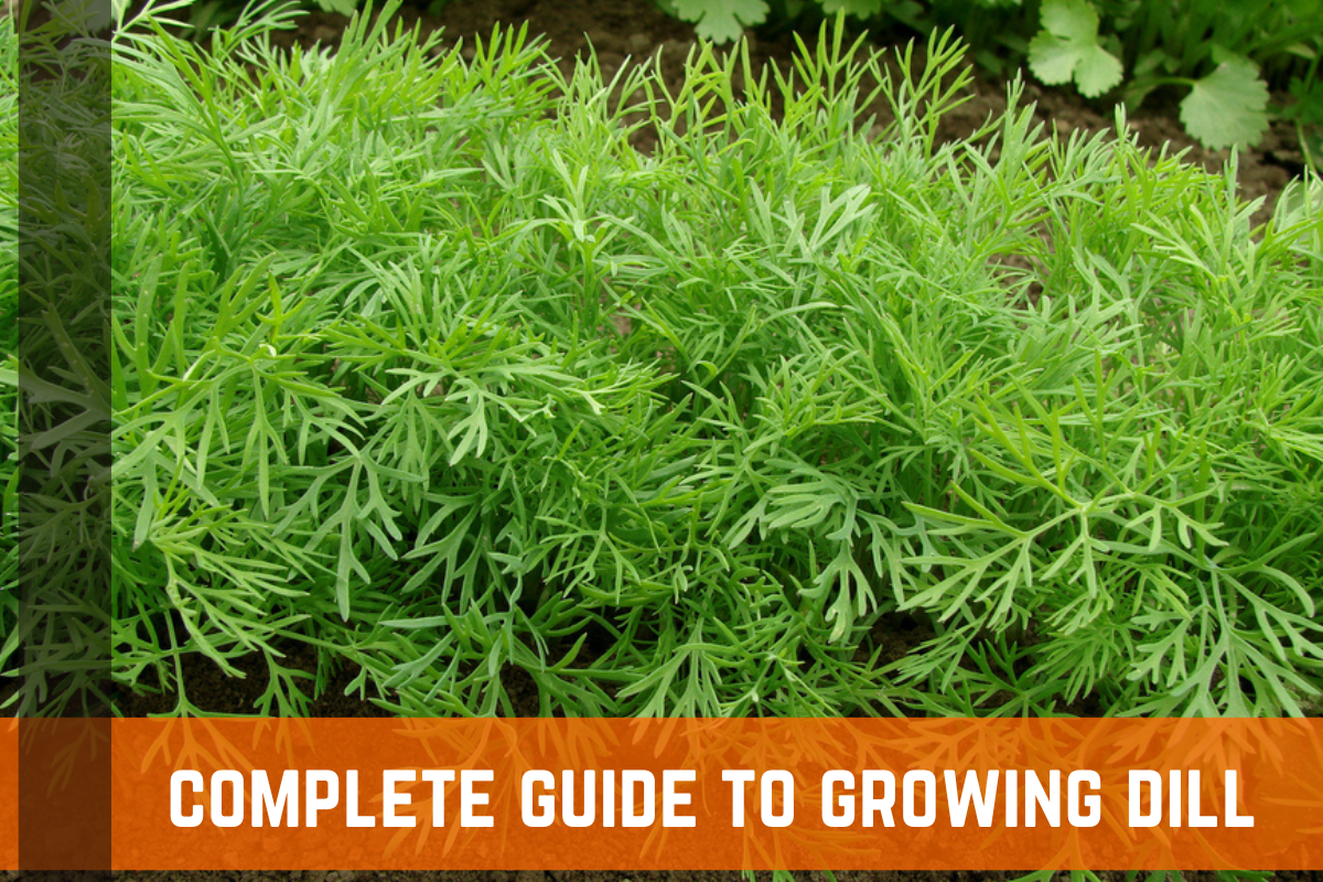 How To Grow Dill: Complete Guide