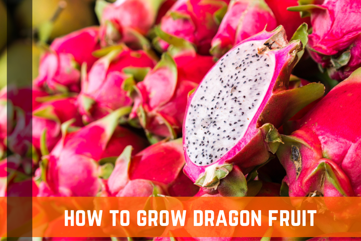 How To Grow Your Own Dragon Fruit: A Complete Guide