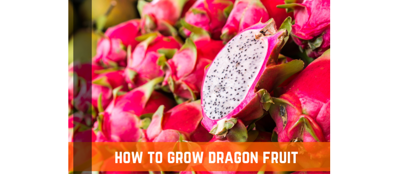 How To Grow Your Own Dragon Fruit: A Complete Guide