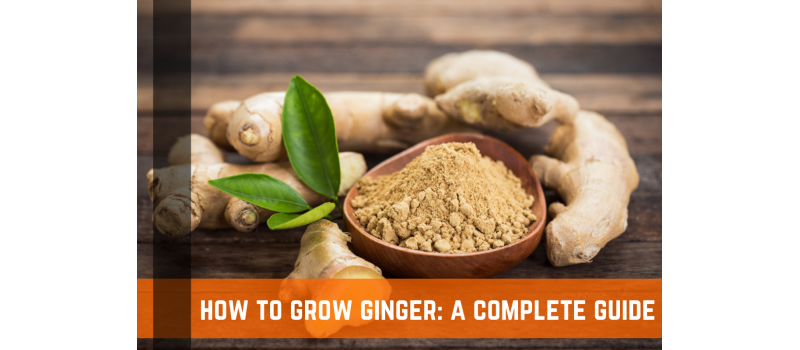 How To Grow & Cultivate Ginger: A Complete Guide