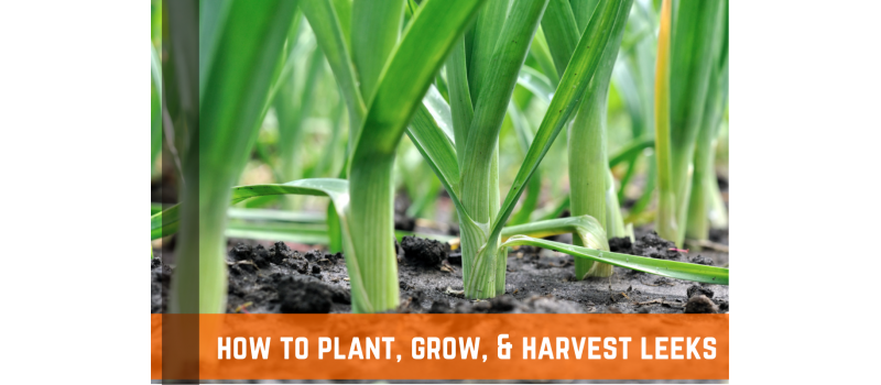 How To Plant, Grow, & Harvest Leeks