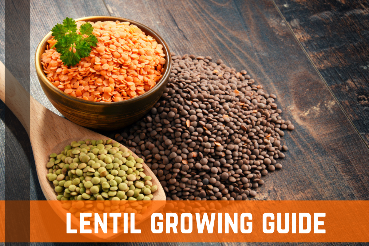 How To Grow Lentils: Protein Packed Legumes