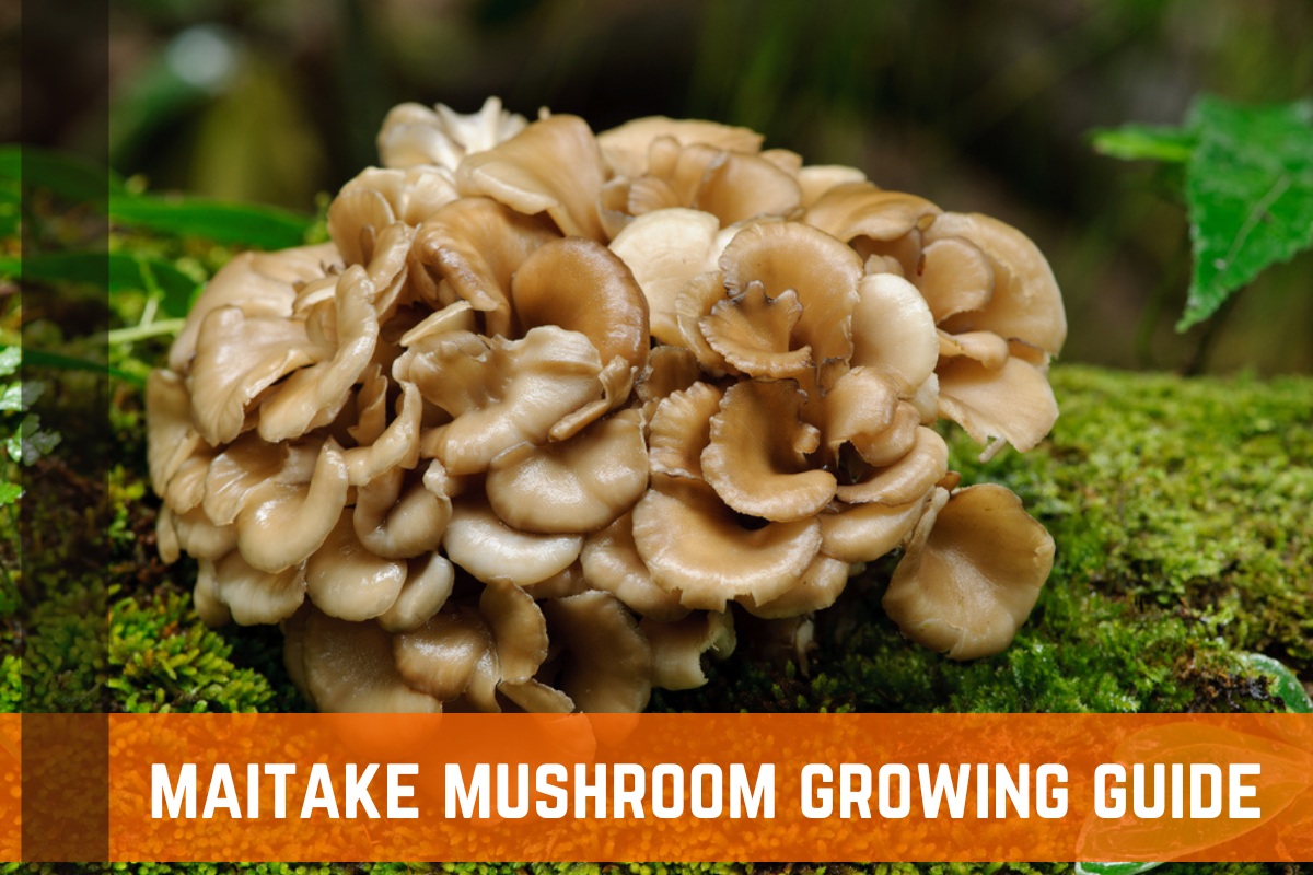 How To Grow Maitake Mushrooms: Complete Guide