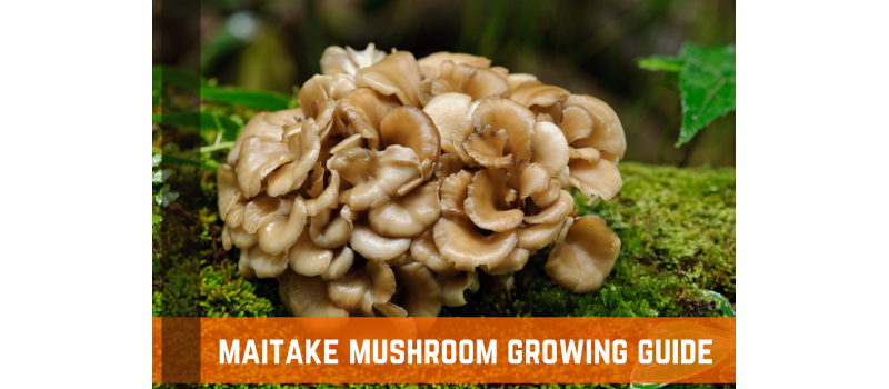 How To Grow Maitake Mushrooms: Complete Guide