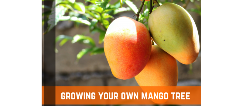 How To Grow Your Own Mango Tree - Planting, Care, & Harvest