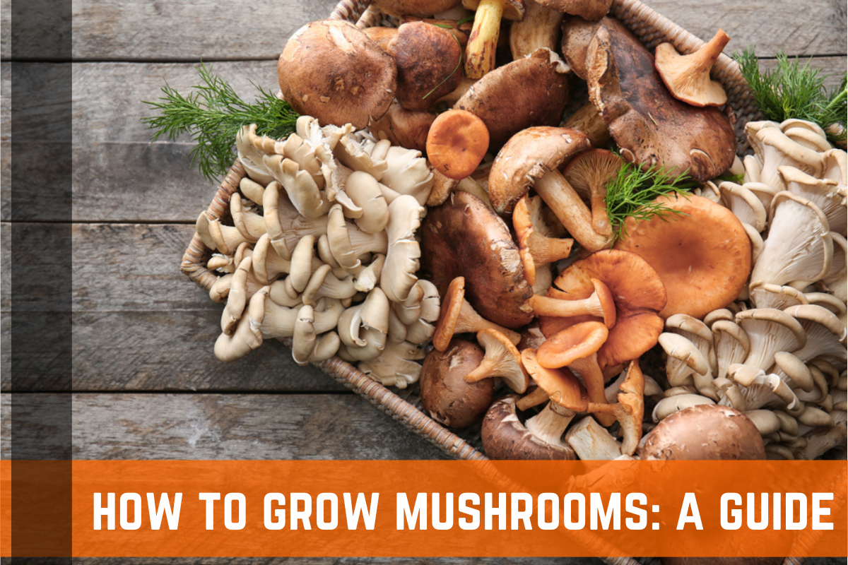 How To Grow Mushrooms: A Complete Guide