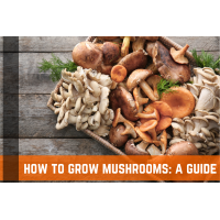 How To Grow Mushrooms: A Complete Guide 