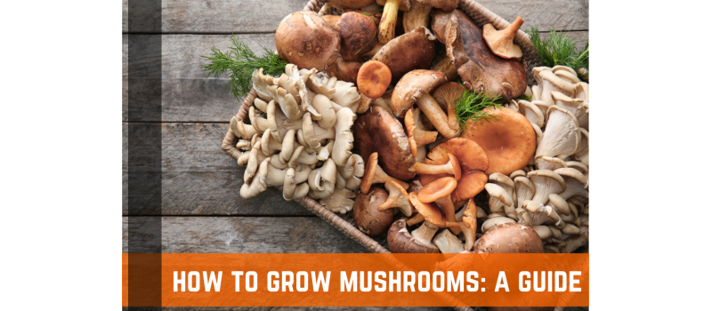 How To Grow Mushrooms: A Complete Guide