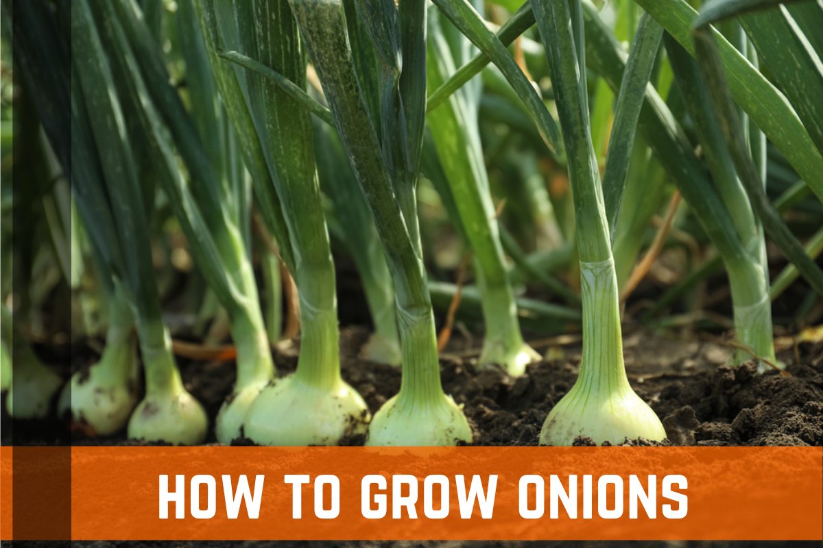 How To Grow Onions: Planting, Growing, & Care