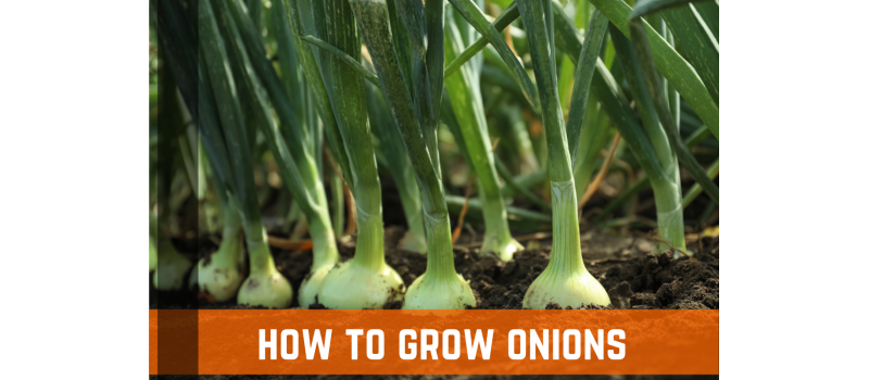 How To Grow Onions: Planting, Growing, & Care