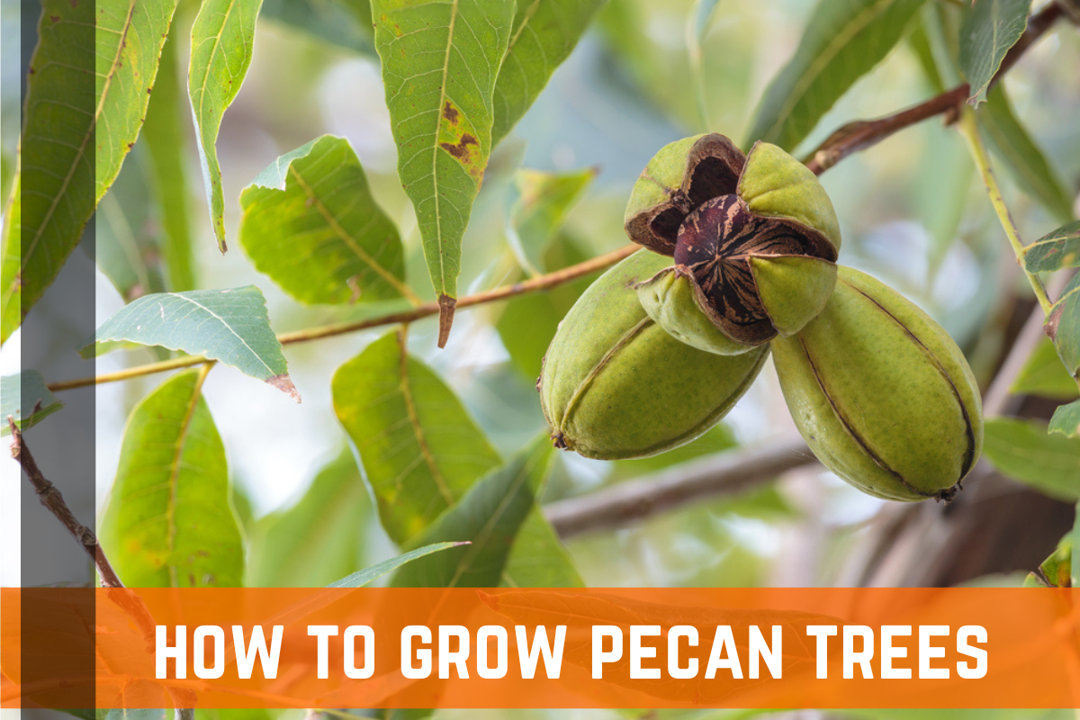 How To Grow Pecan Trees: Growing Conditions & Care