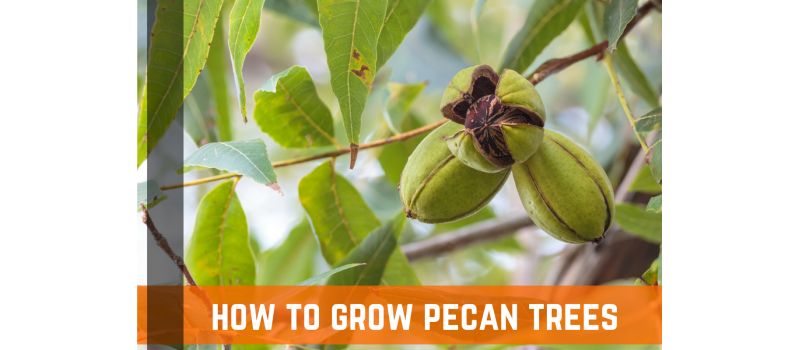 How To Grow Pecan Trees: Growing Conditions & Care