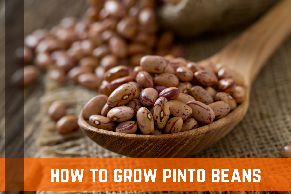 Pinto Beans 101: How To Plant & Grow Pinto Beans