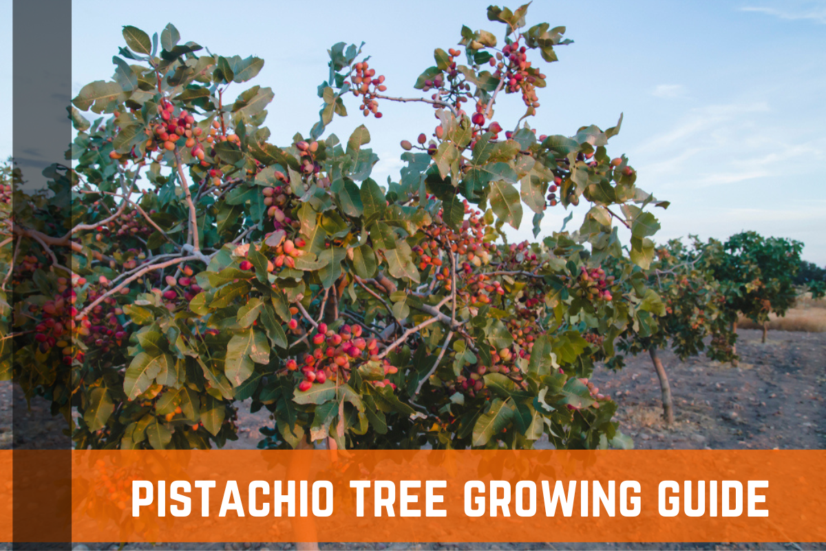 Pistachio Trees: Complete Growing & Care Guide