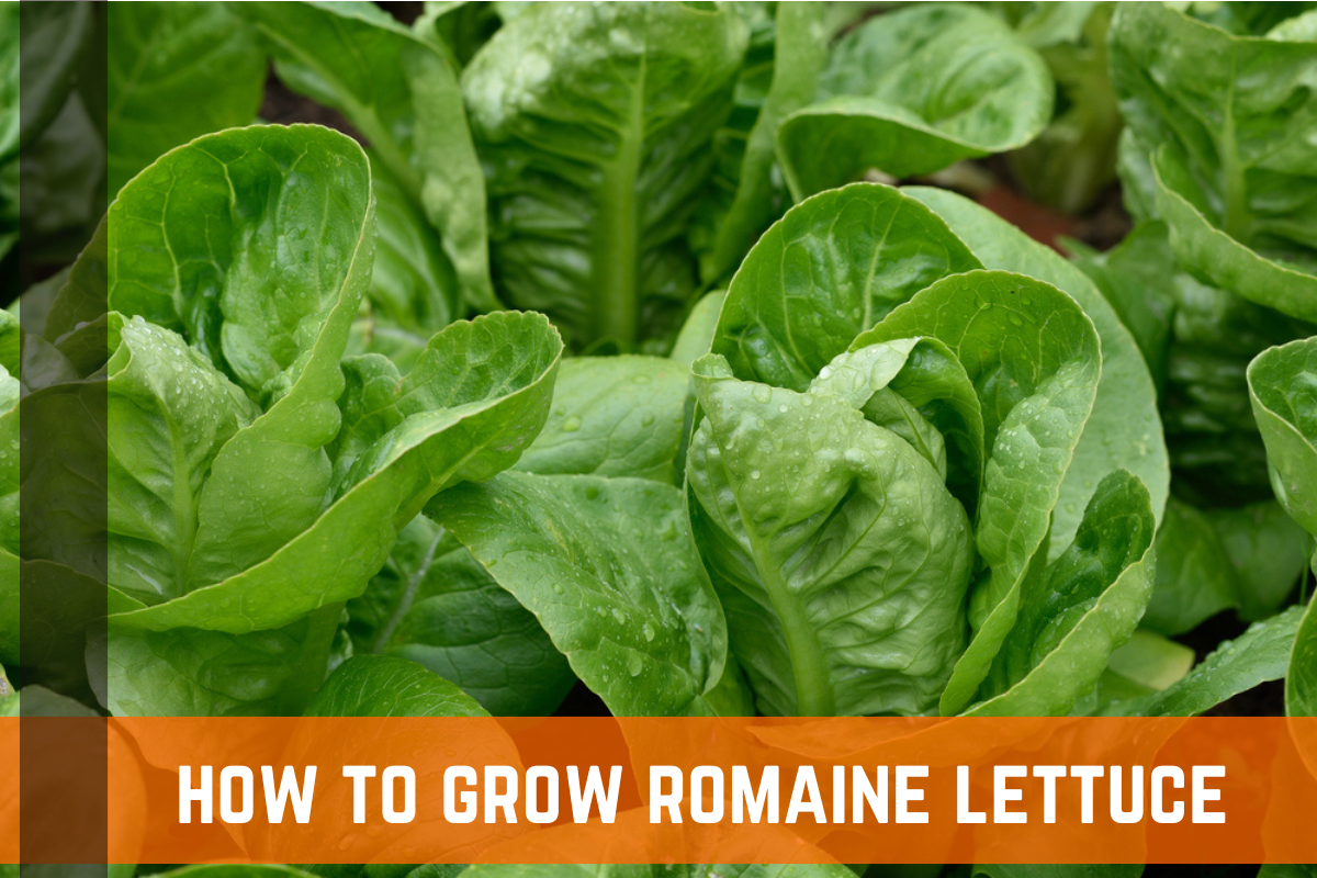 How To Grow Romaine Lettuce: Plant Care & Growing Tips