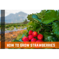 How To Grow Strawberries - A Complete Guide Farm Plastic Supply